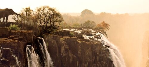 Heye Puzzle - Elephant, Edition Humboldt - 1000 Teile