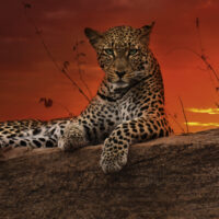 Heye Puzzle - Red Dawn, Edition Humboldt - 2000 Teile