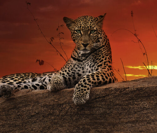 Heye Puzzle - Red Dawn, Edition Humboldt - 2000 Teile