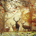 Stags - 1000 Teile