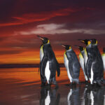 King Penguins, Edition Humboldt - 1000 Teile