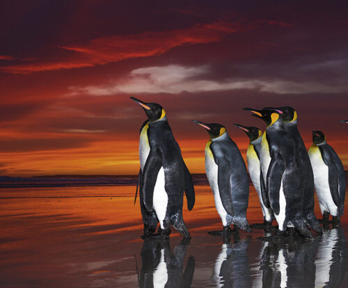 King Penguins, Edition Humboldt - 1000 Teile