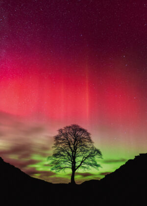 Sycamore Gap - 1000 Teile