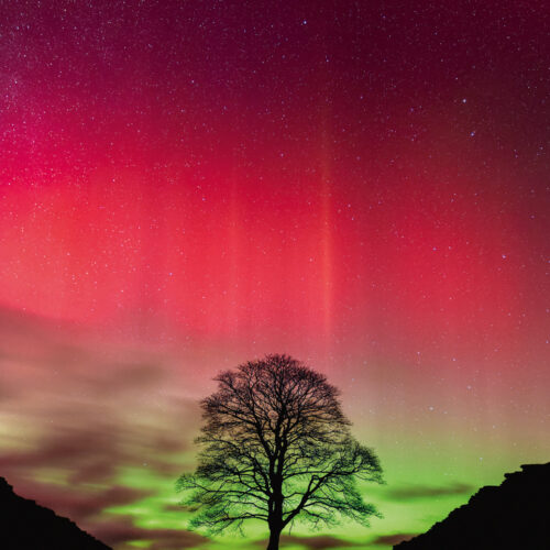 Sycamore Gap - 1000 Teile